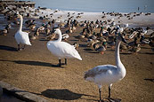 Giant Ducks Or Swans Or Whatever